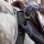 Kavalkade Vorderzeug Horselight Ponny/Vollblut