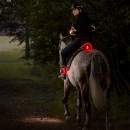 Kavalkade Horselight Set 1 Ponny/Vollblut