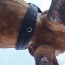 Kavalkade  "KavalPren" Langgurt ohne Elast