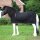 Kavalkade Fleece-Abschwitzdecke "Island Ecoline" 120 cm schwarz