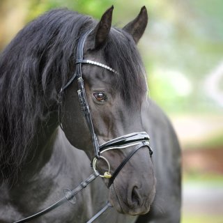 Trense Juliana eng.-komb.