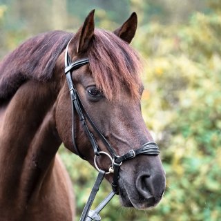 Trense Levana hannoveranisch