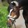 Kavalkade Trense Ivy mit Lammfell